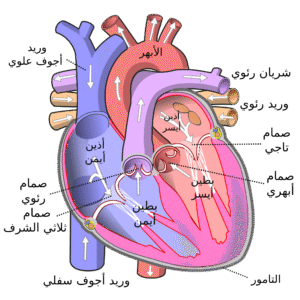 diagram of the human heart (cropped) ar.svg